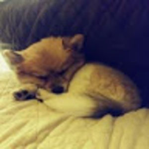 Meet your Posher, Corrine